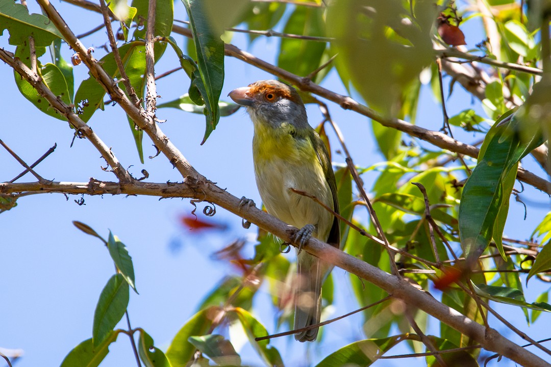 Віреон рудобровий - ML645168267