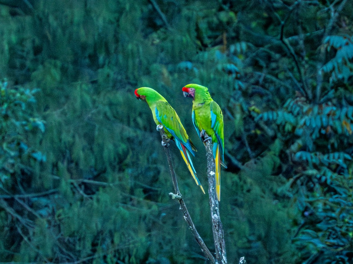 Military Macaw - ML645168271