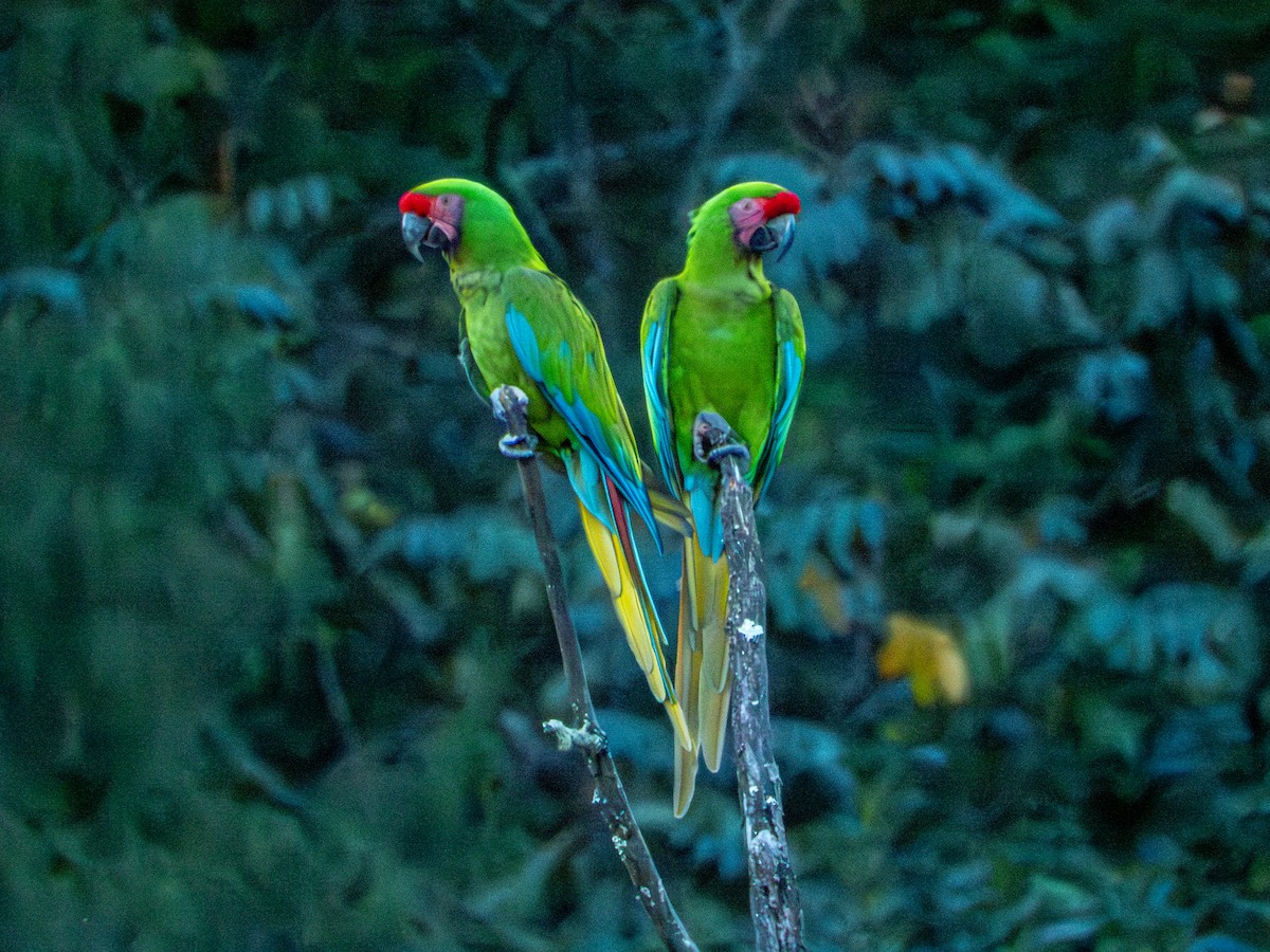 Military Macaw - ML645168273