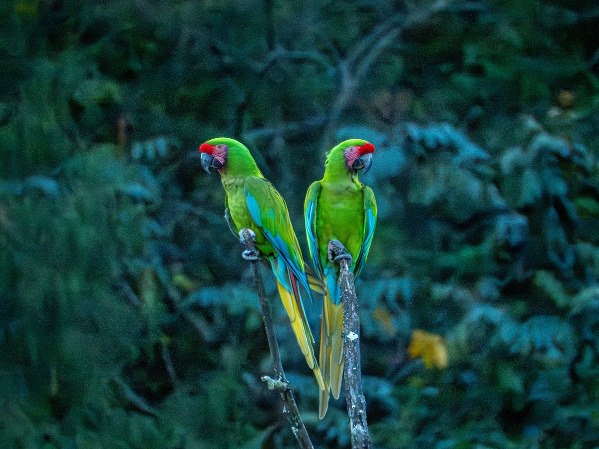 Military Macaw - ML645168276