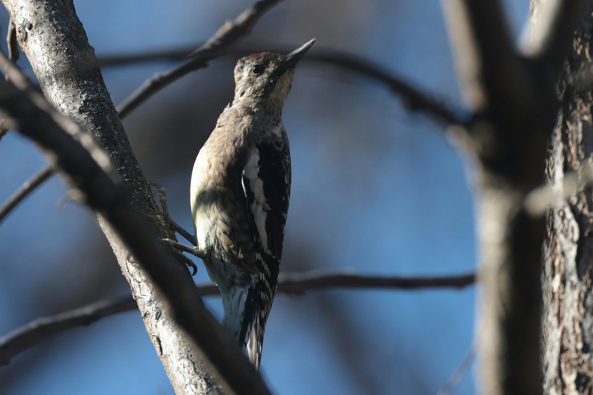 Yellow-bellied Sapsucker - ML645168280