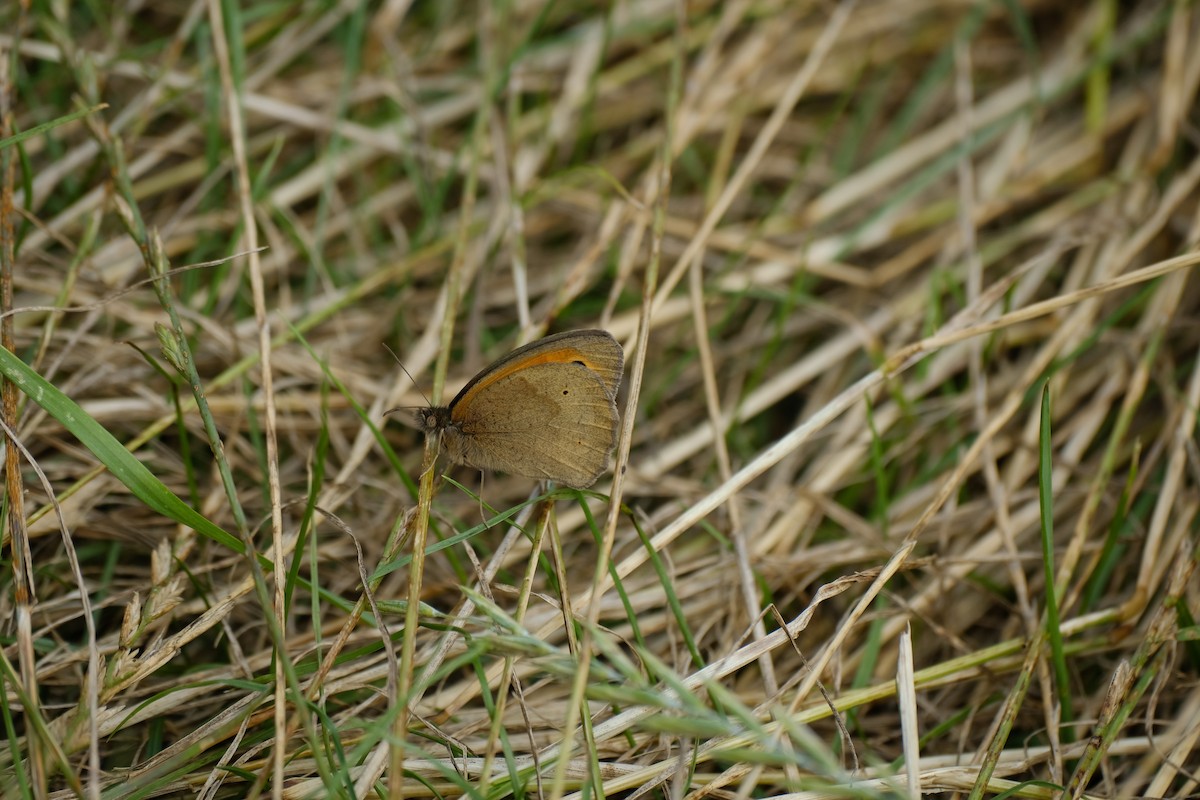 Meadow Brown - ML645168281