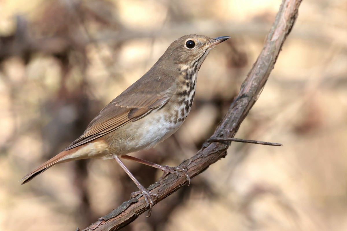 Hermit Thrush - ML645168286