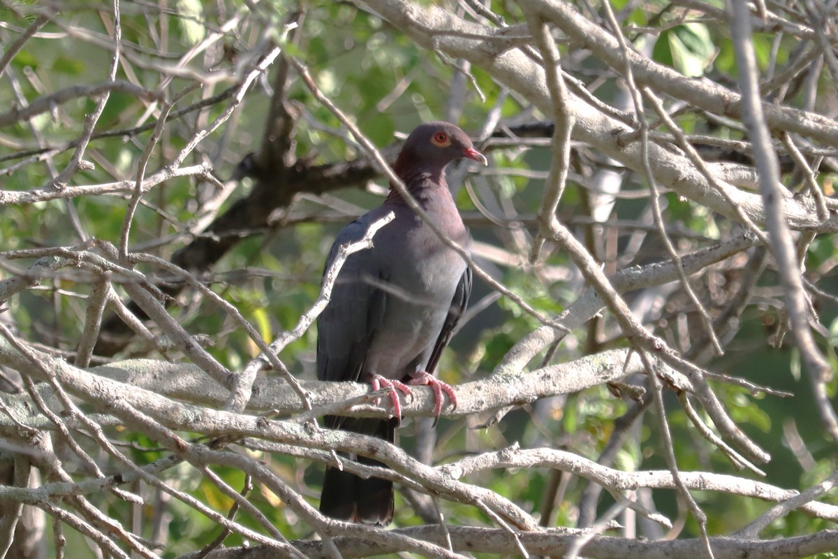 アカエリバト - ML645168287