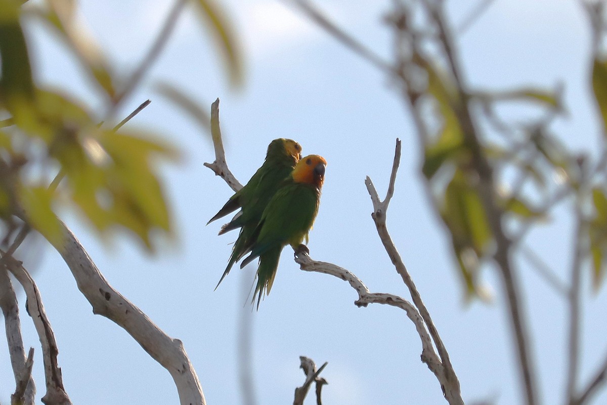 Brown-throated Parakeet - ML645168291