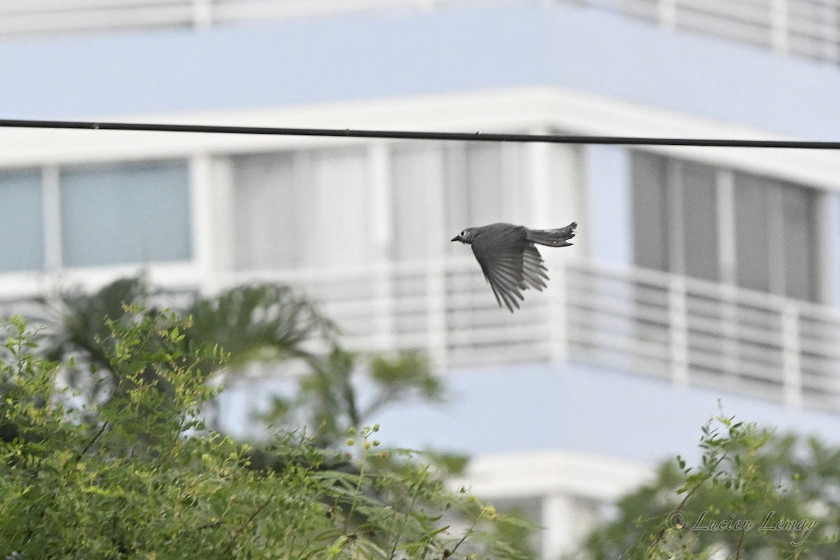 Ashy Drongo - ML645168292