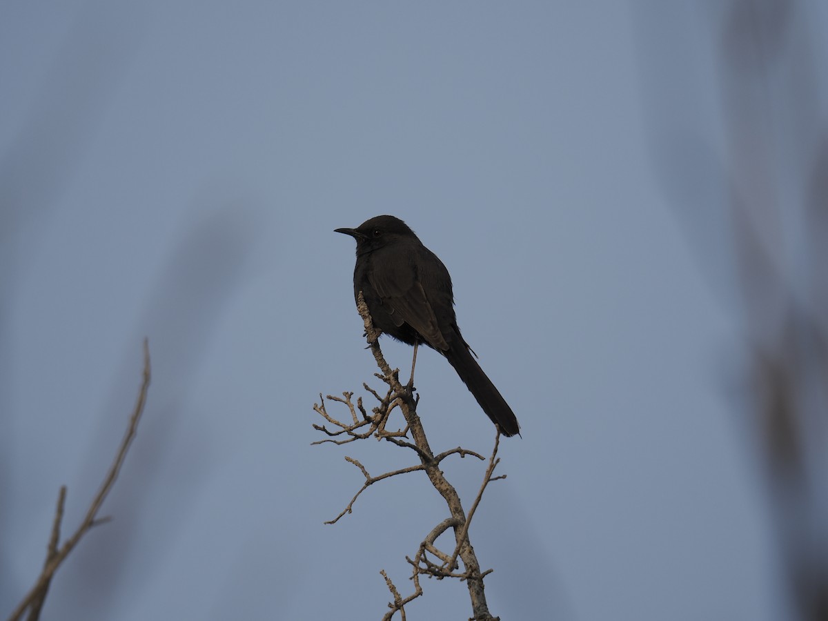 Black Scrub-Robin - ML645168295
