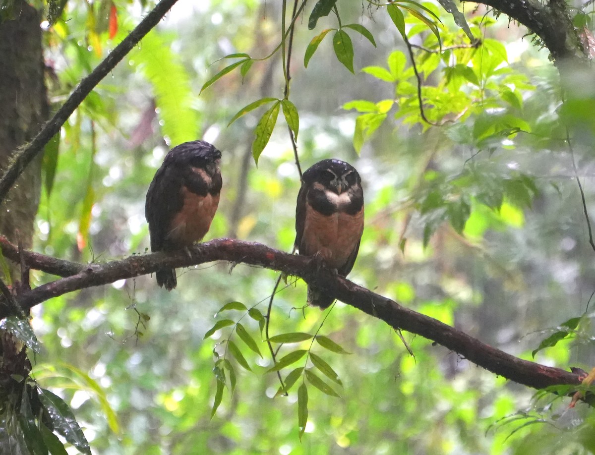 Spectacled Owl - ML645168298