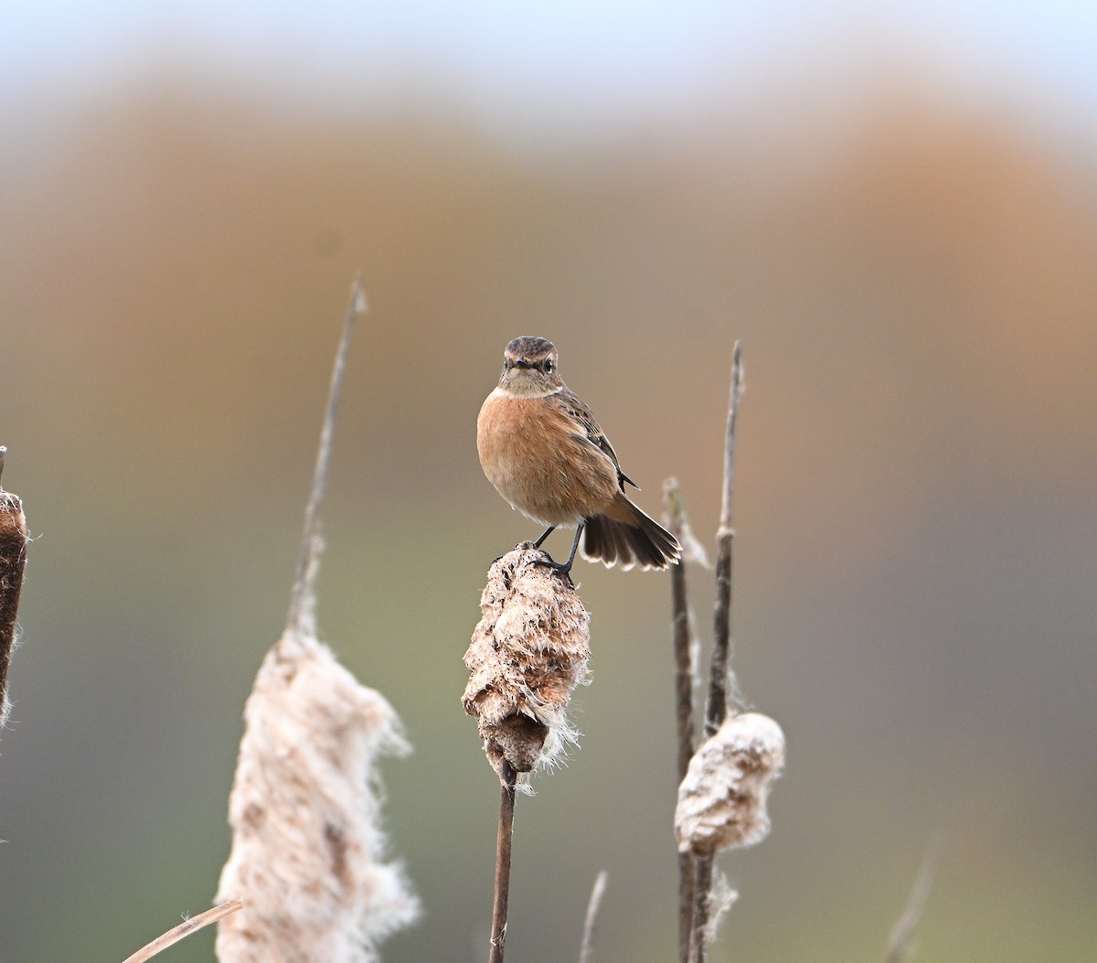 European Stonechat - ML645168301