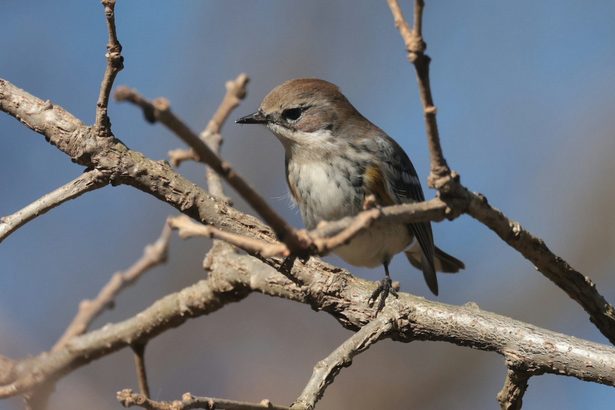 Yellow-rumped Warbler - ML645168302