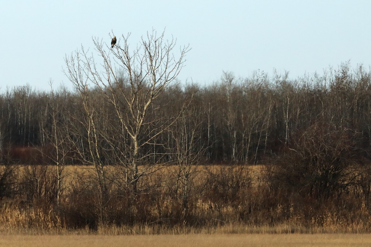 Rough-legged Hawk - ML645168303