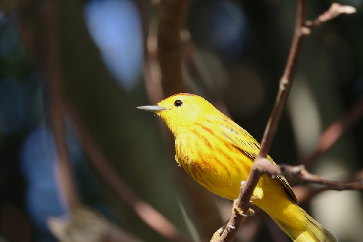Mangrove Yellow Warbler - ML645168305