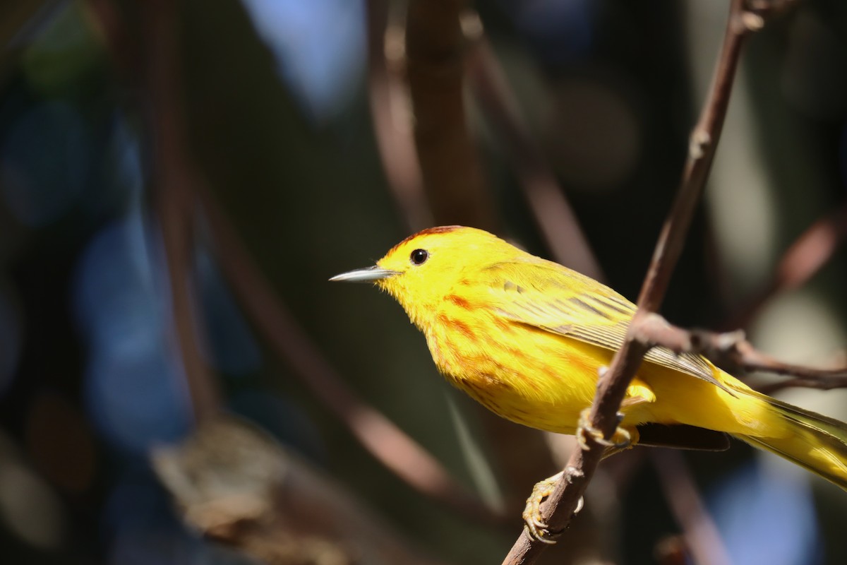 Mangrove Yellow Warbler - ML645168306
