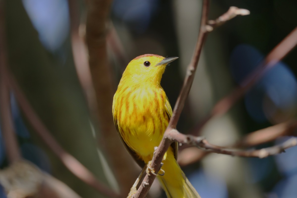 Mangrove Yellow Warbler - ML645168307