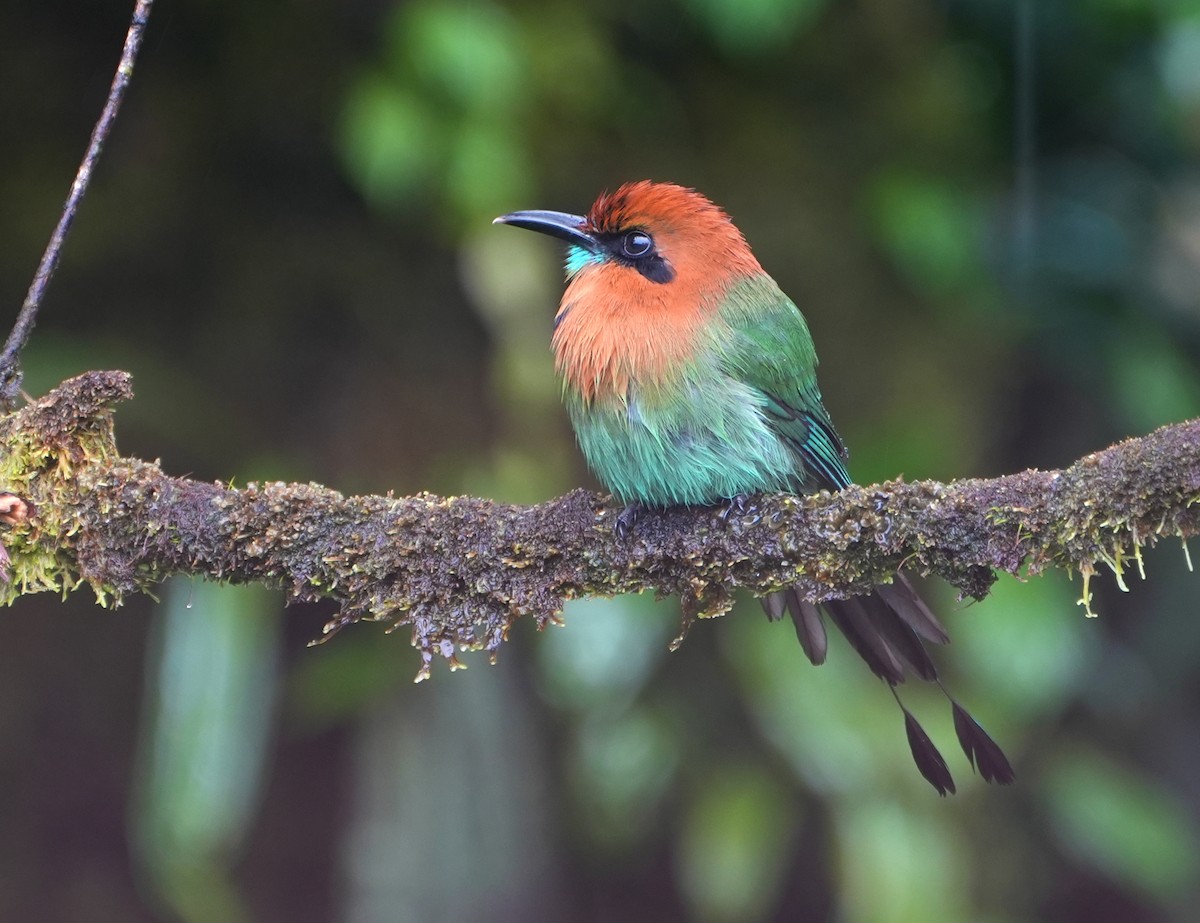 Broad-billed Motmot - ML645168312