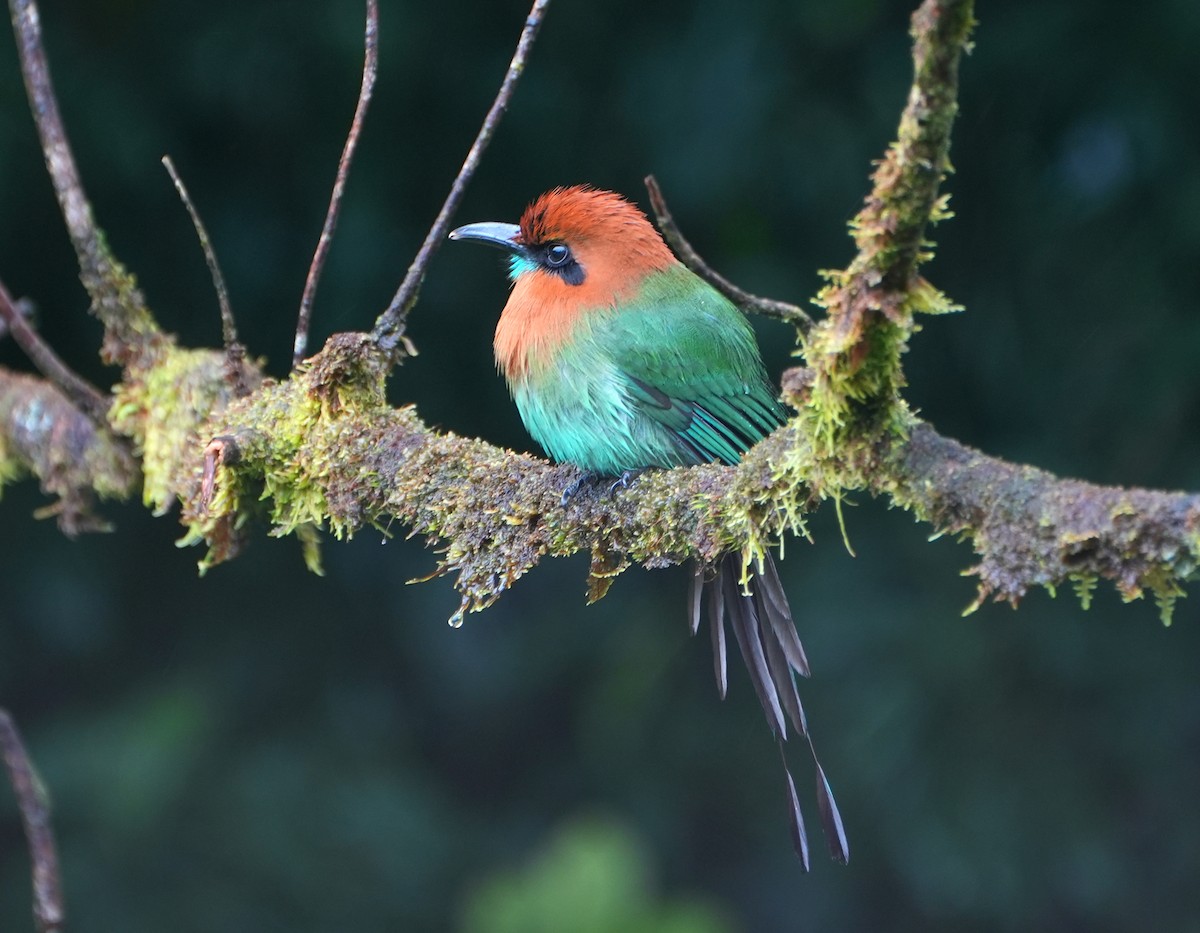 Broad-billed Motmot - ML645168313
