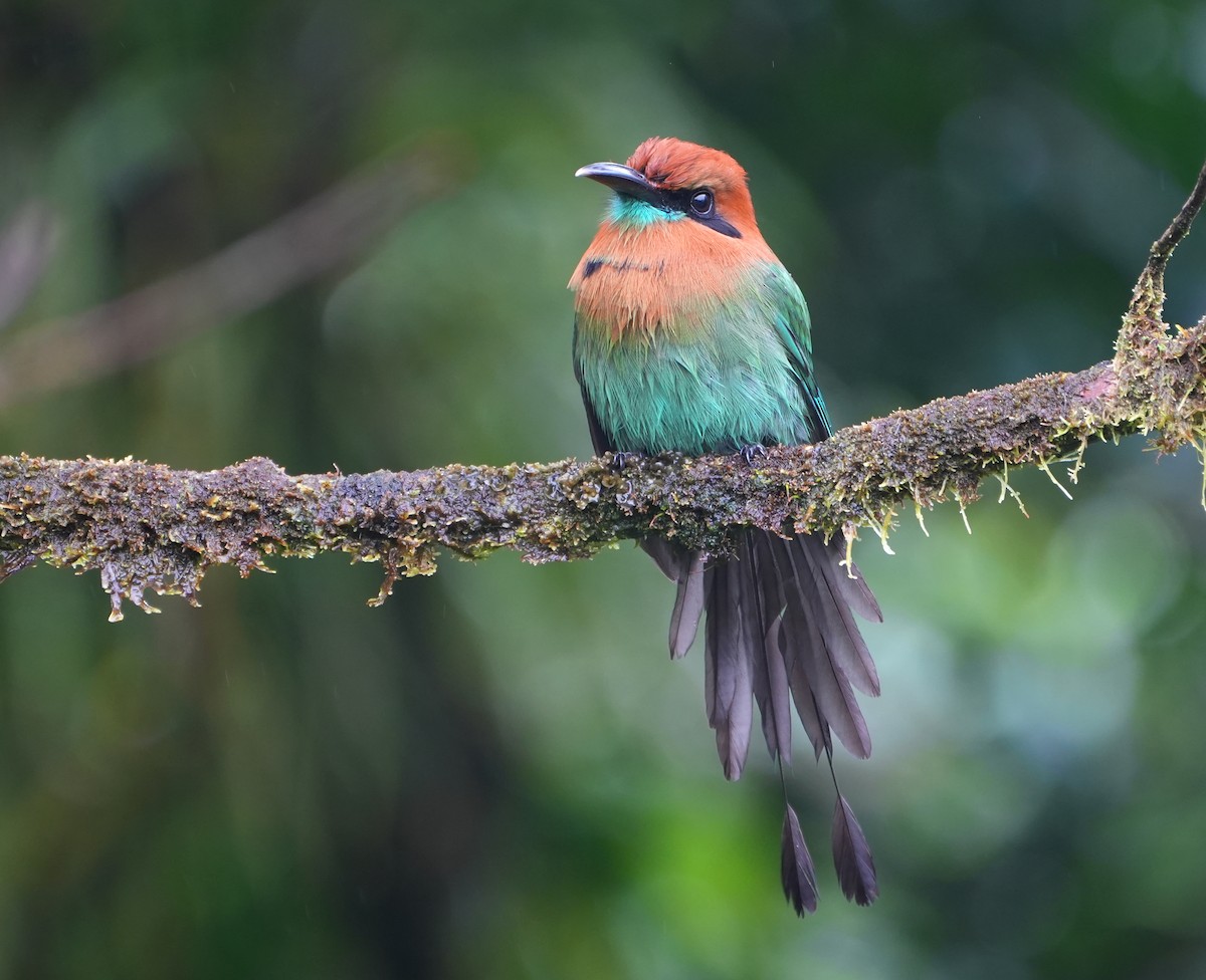 Broad-billed Motmot - ML645168314