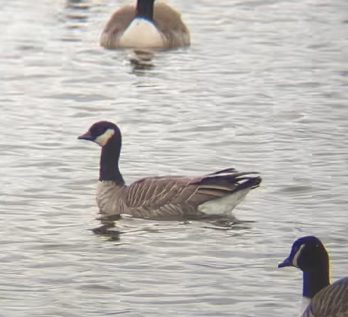 Cackling Goose - ML645168316