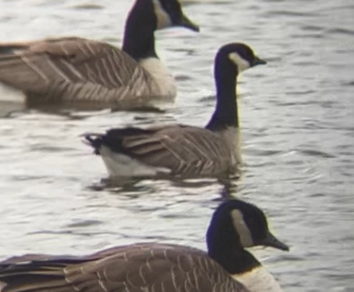 Cackling Goose - ML645168318