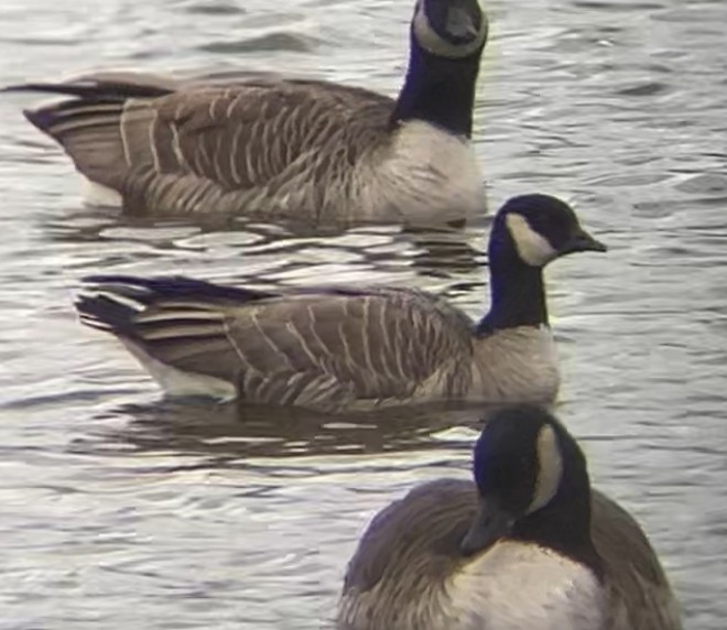 Cackling Goose - ML645168321