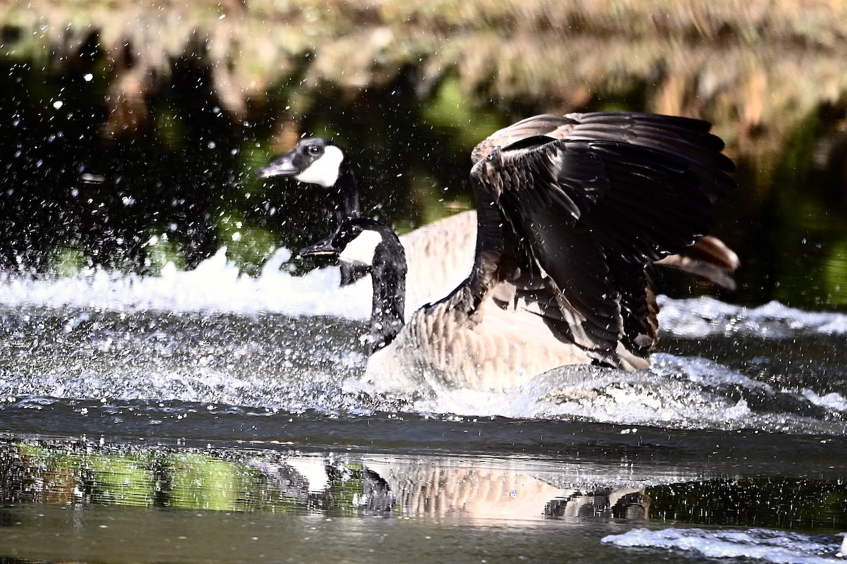 Canada Goose - ML645168322