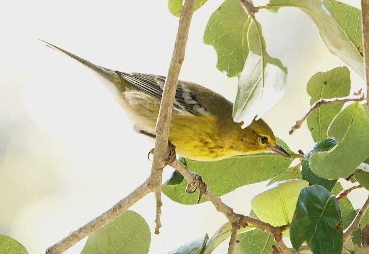 Pine Warbler - ML645168325