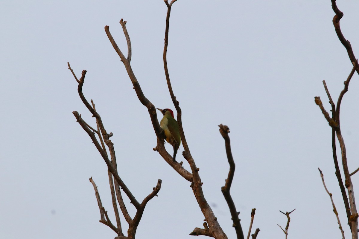 Eurasian Green Woodpecker - ML645168329