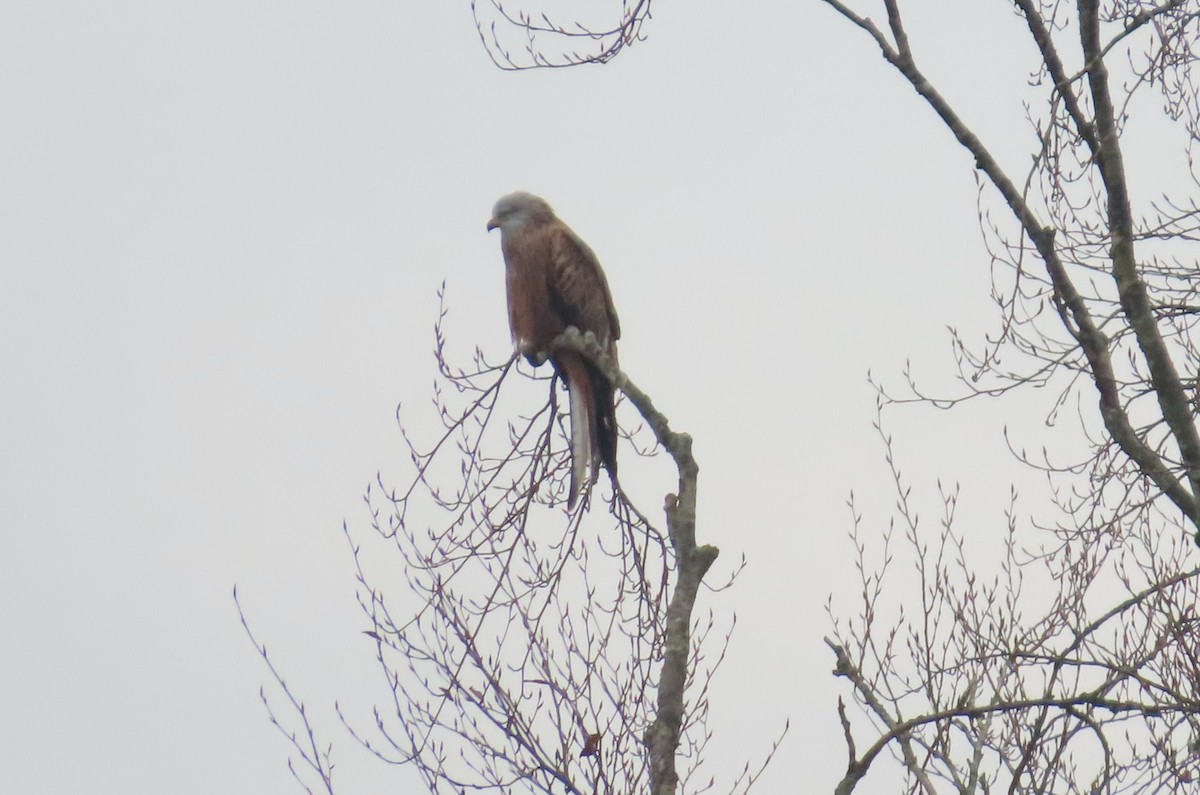 Red Kite - ML645168330