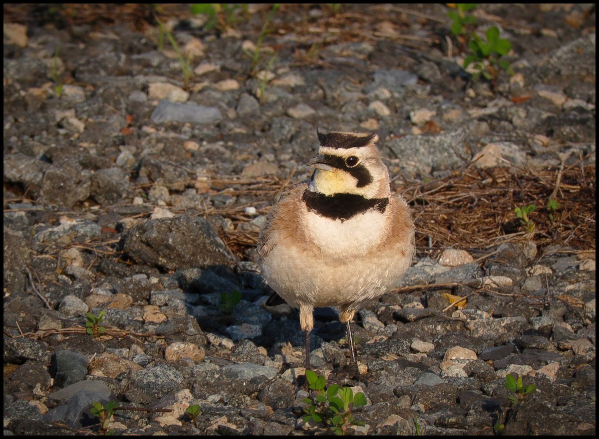 Horned Lark - ML645168331