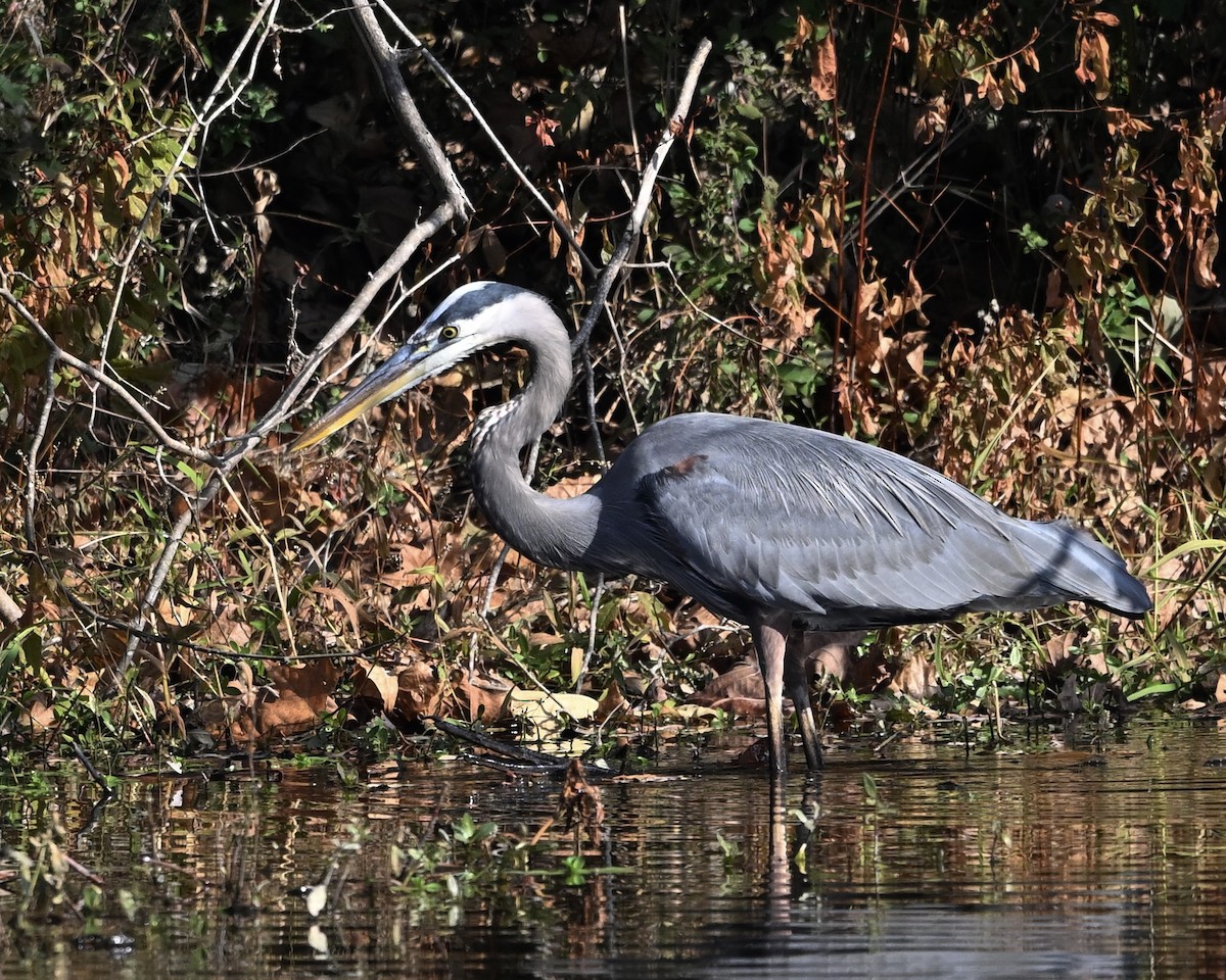 Great Blue Heron - ML645168332