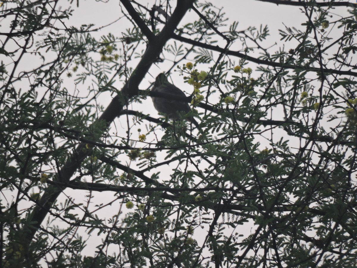 Red-vented Bulbul - ML645168333