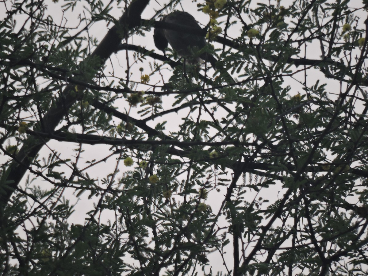 Red-vented Bulbul - ML645168335