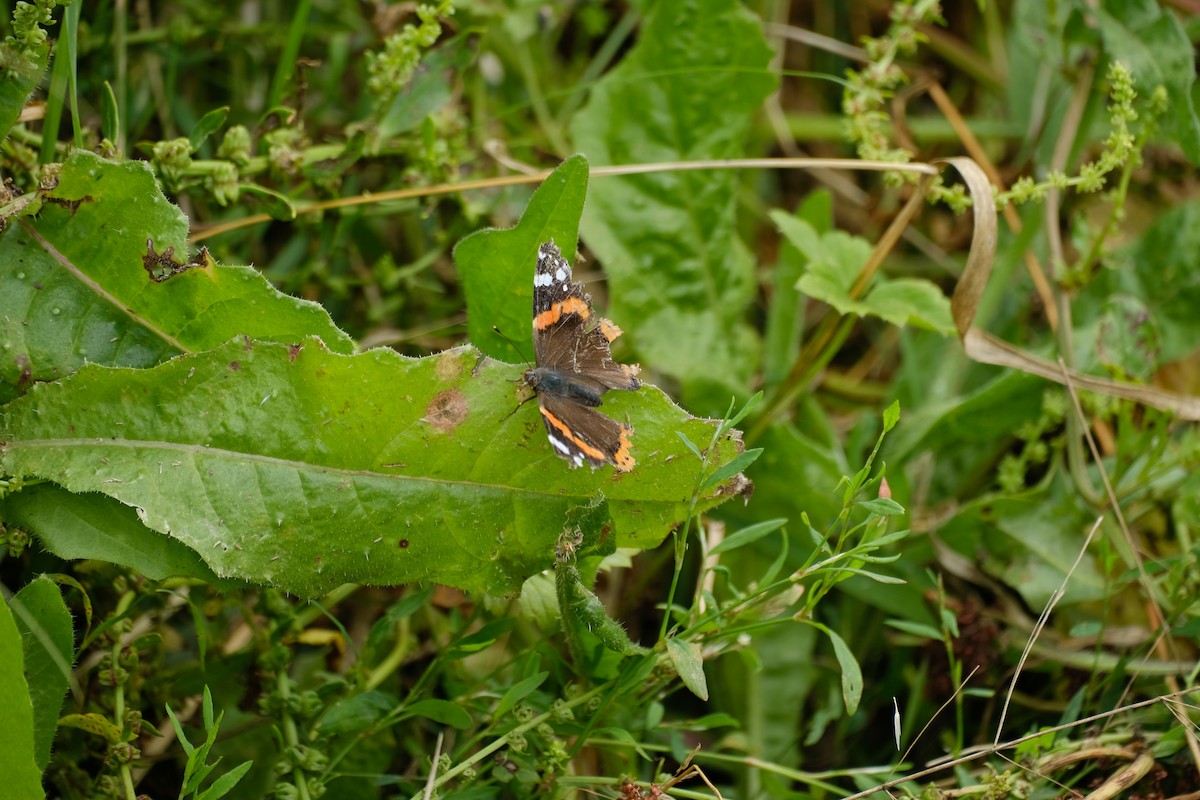 Red Admiral - ML645168339