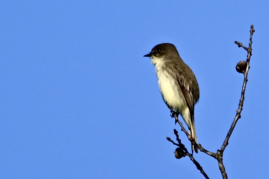 Eastern Phoebe - ML645168342