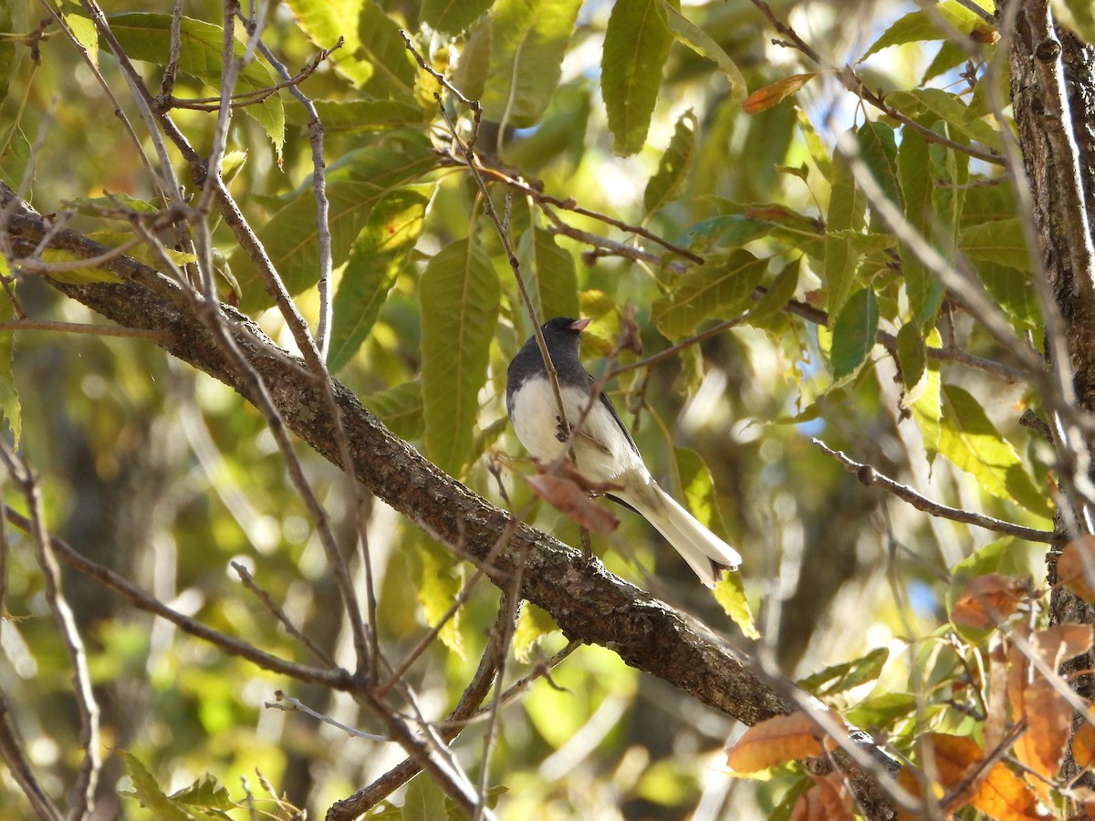 Dark-eyed Junco - ML645168343