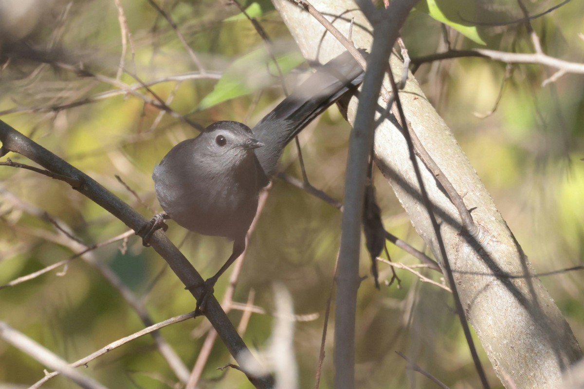 Gray Catbird - ML645168344
