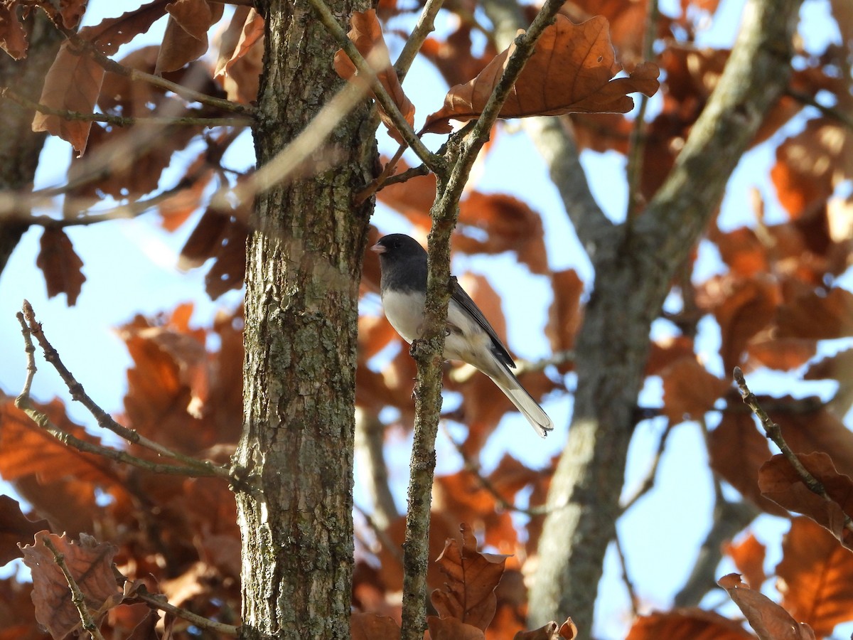 Dark-eyed Junco - ML645168345