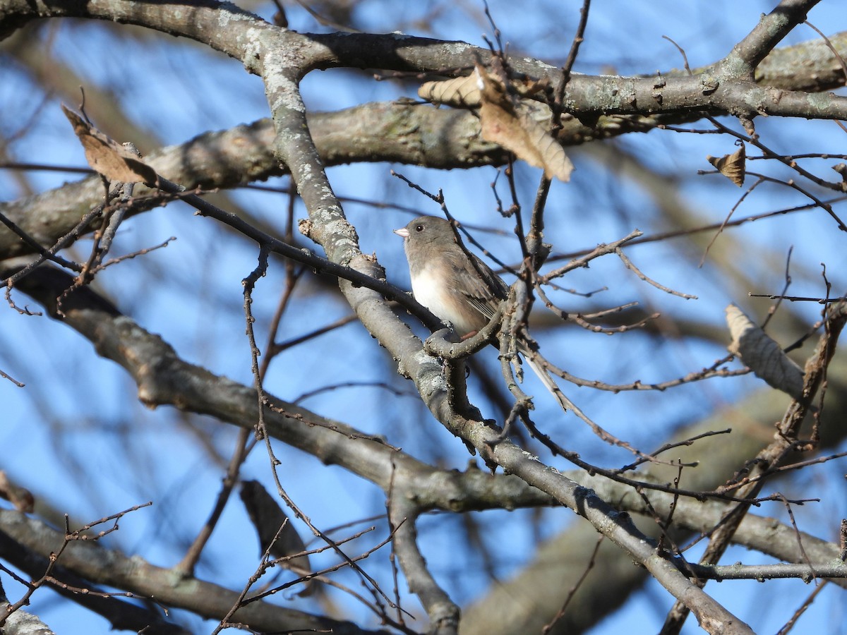 Dark-eyed Junco - ML645168346