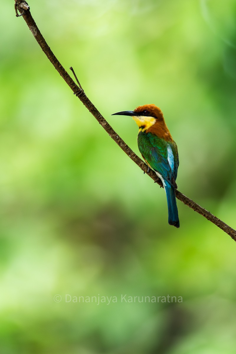 Chestnut-headed Bee-eater - ML645168347
