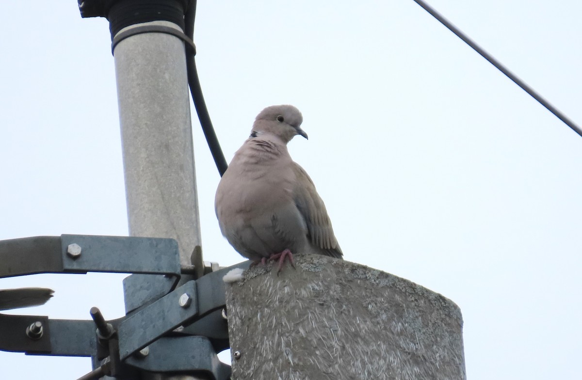 Eurasian Collared-Dove - ML645168350