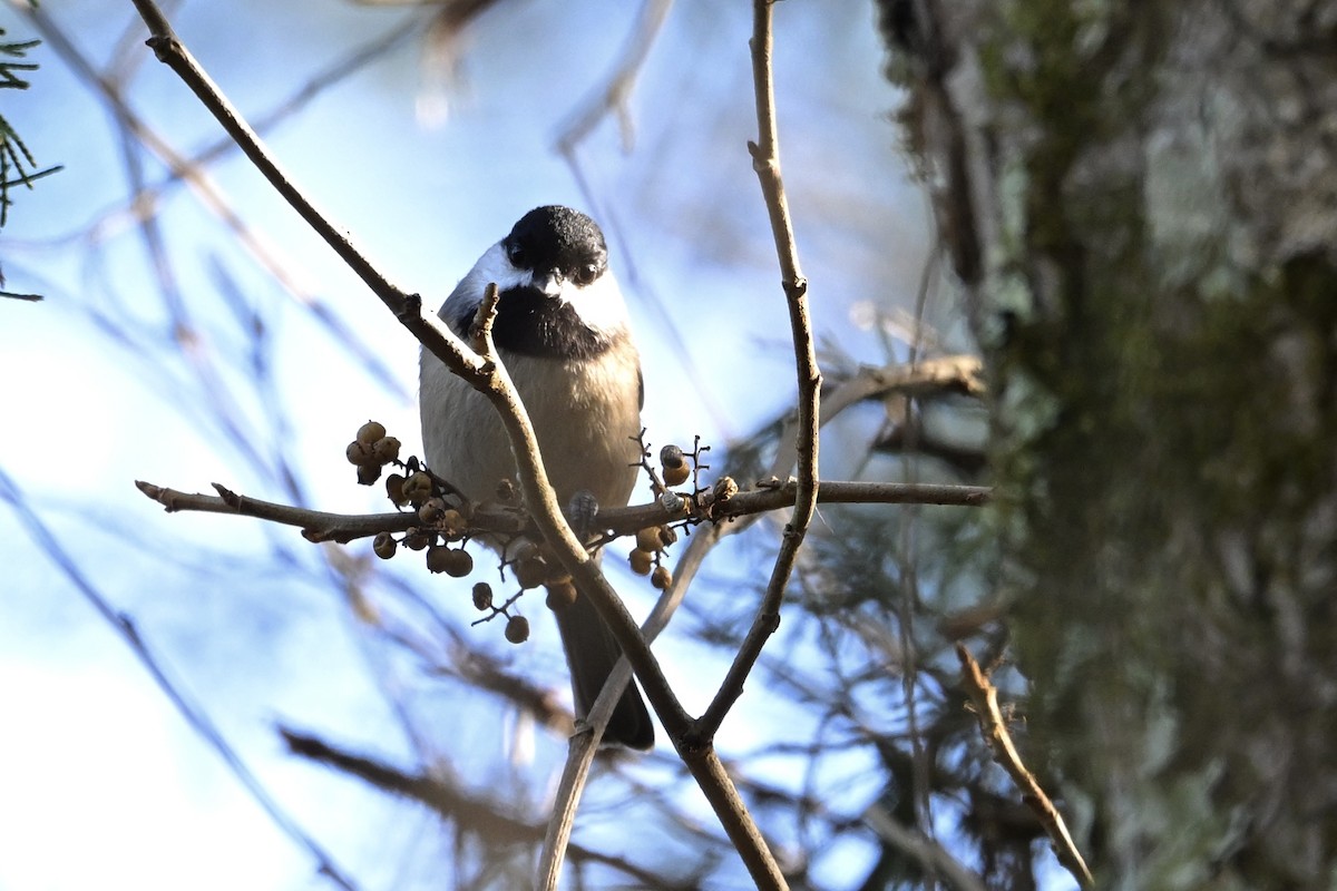 Carolina Chickadee - ML645168351