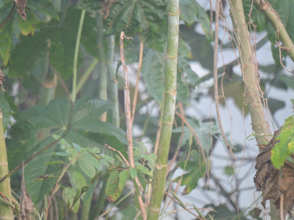 Yellow-eyed Babbler - ML645168361