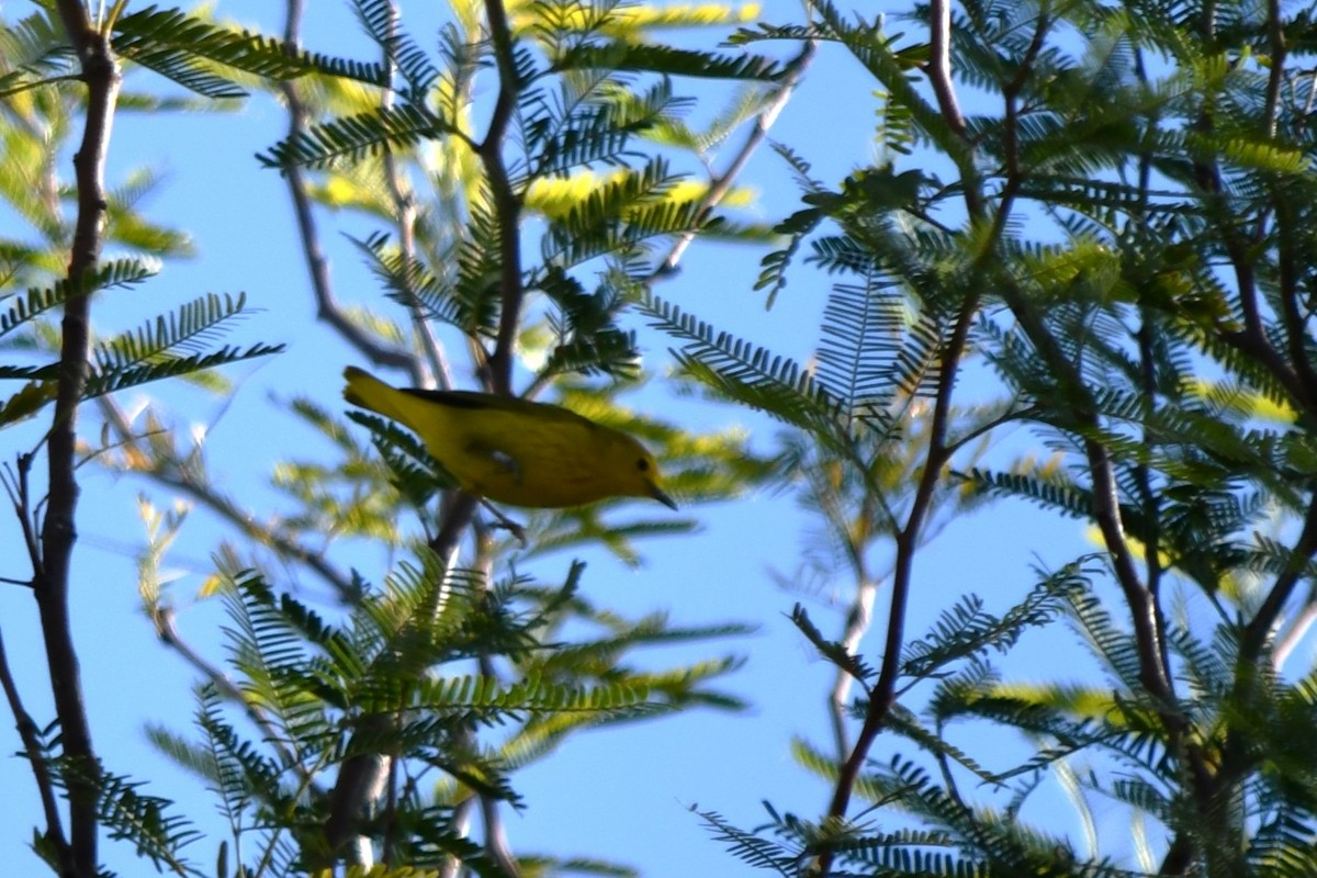 Northern Yellow Warbler - ML645168365