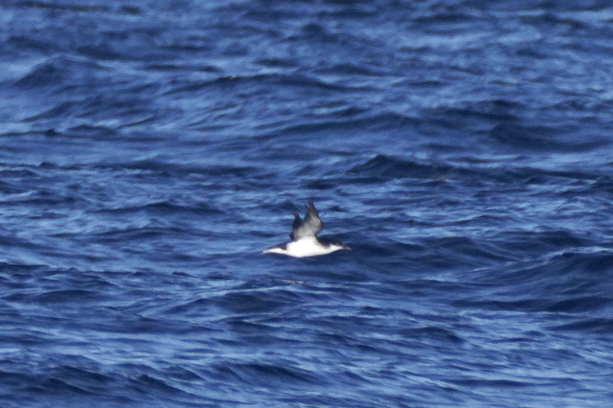 Gabai arrunta - ML645168375