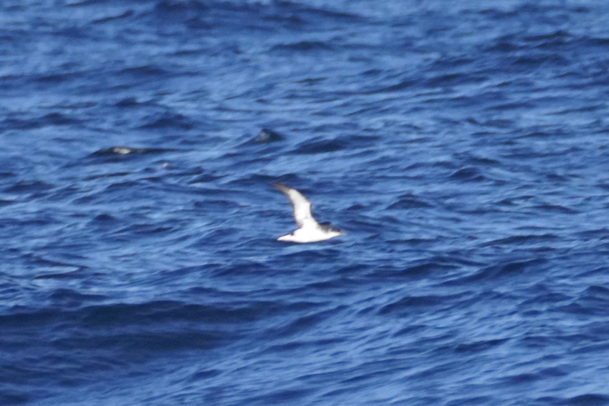 Gabai arrunta - ML645168376