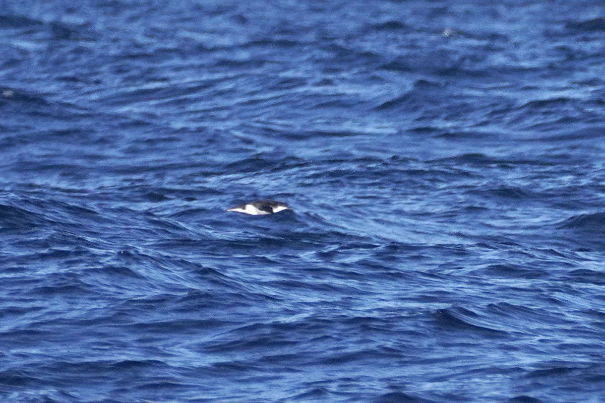 Gabai arrunta - ML645168377