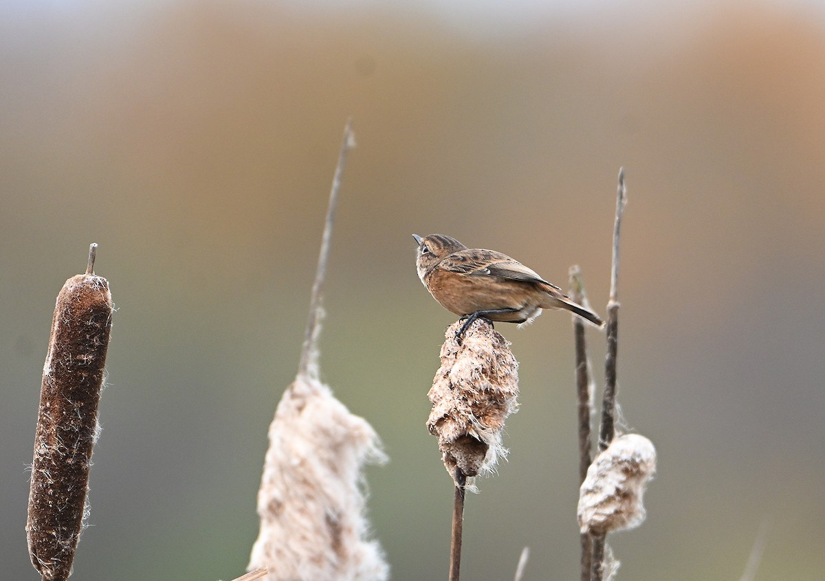 Трав'янка чорноголова - ML645168394