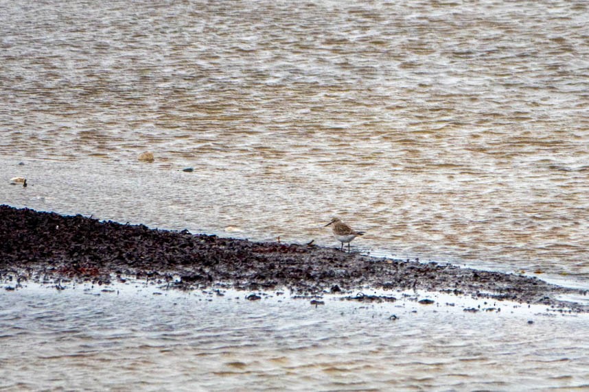 Bonaparte txirria - ML645168407