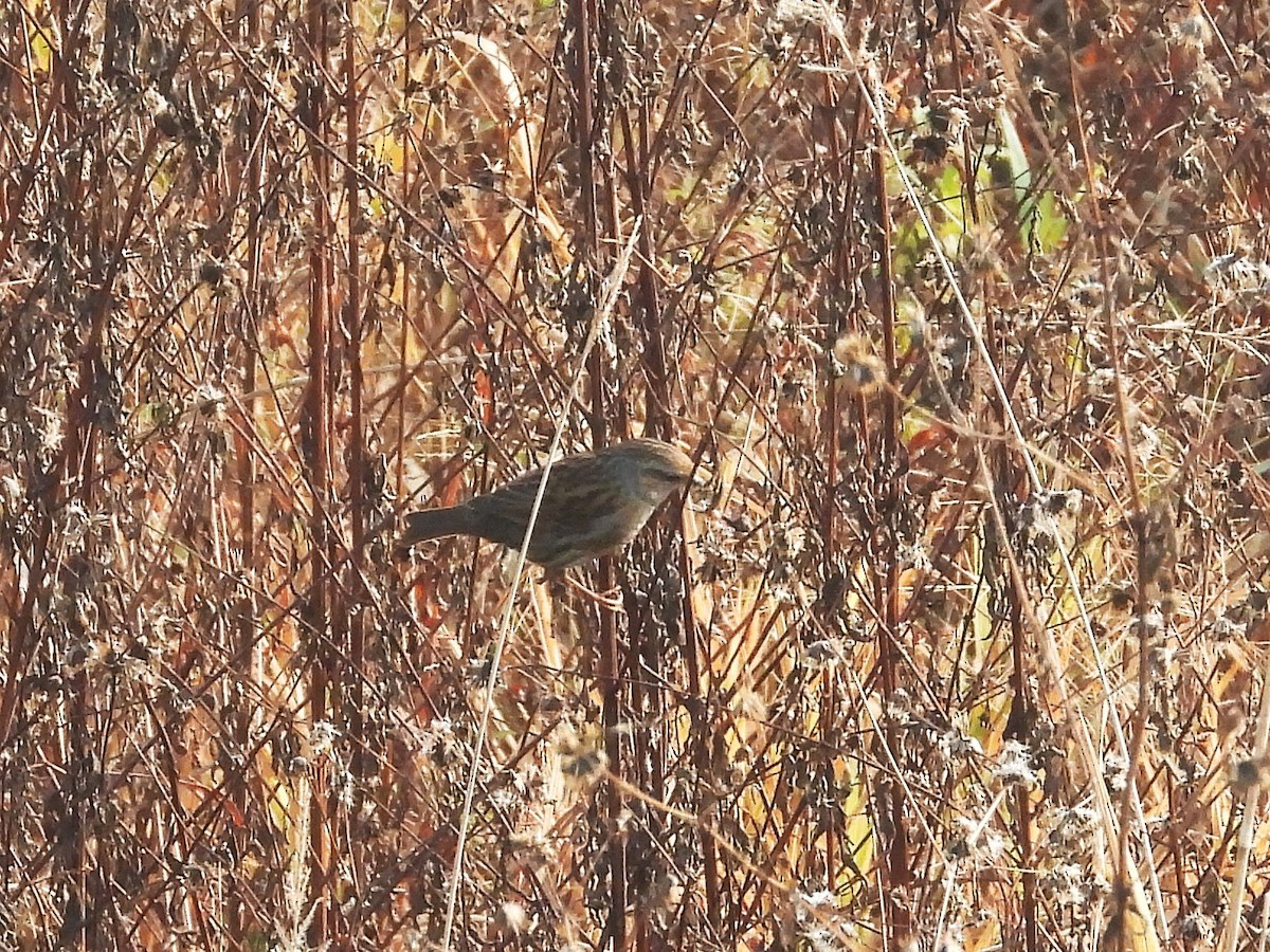 Accenteur mouchet - ML645168427