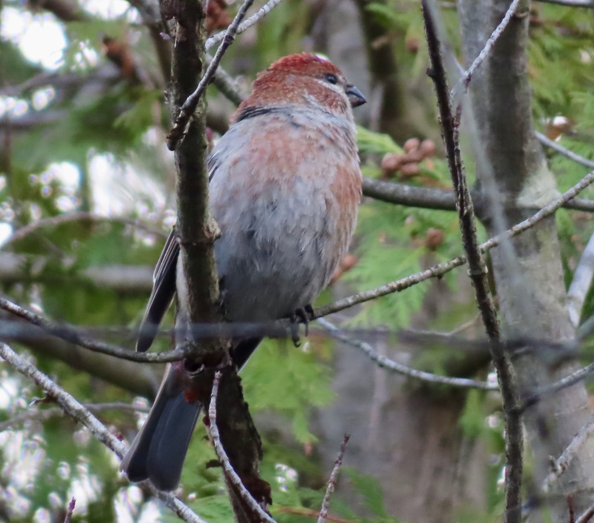 Hakengimpel - ML645168429